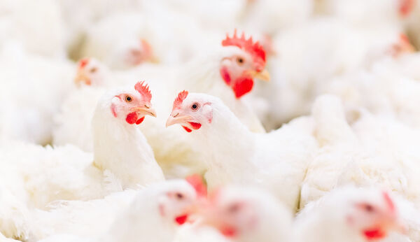 Flock of white broiler chickens with red combs in a poultry house