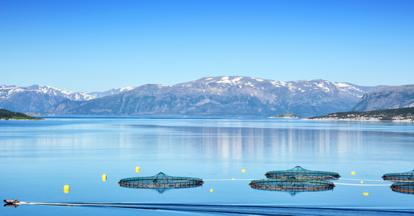 Fish farm pens on a calm fjord with snow-capped mountains in the background