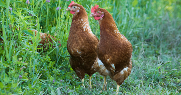 Two brown free-range hens standing in tall grass