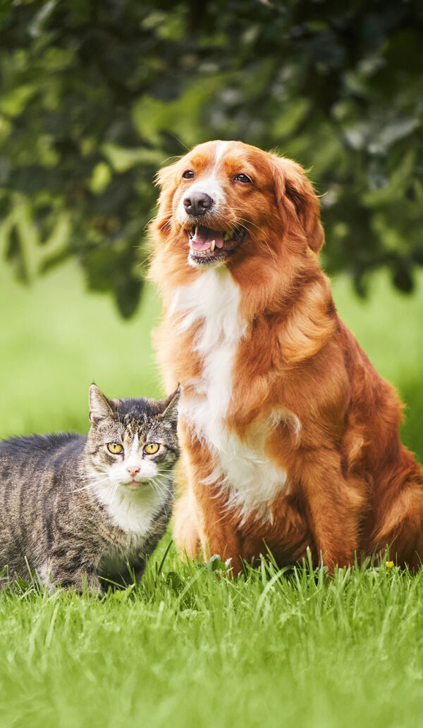 Ginger dog and tabby cat sitting side by side on green grass