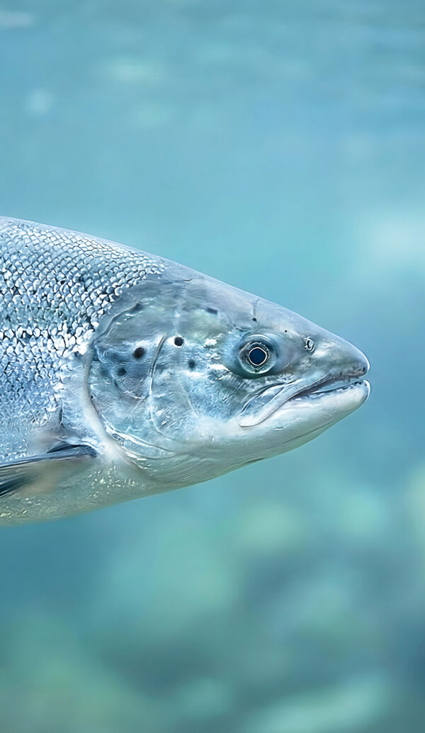 Close-up of a salmon swimming underwater