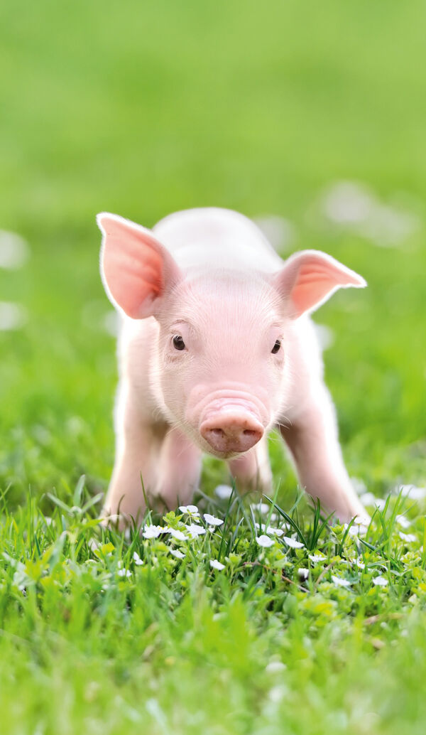 Piglet standing in green grass with small white flowers