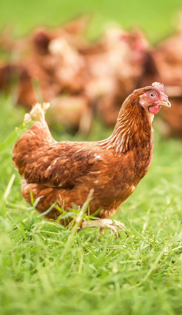 Brown laying hen walking through grass with other hens behind