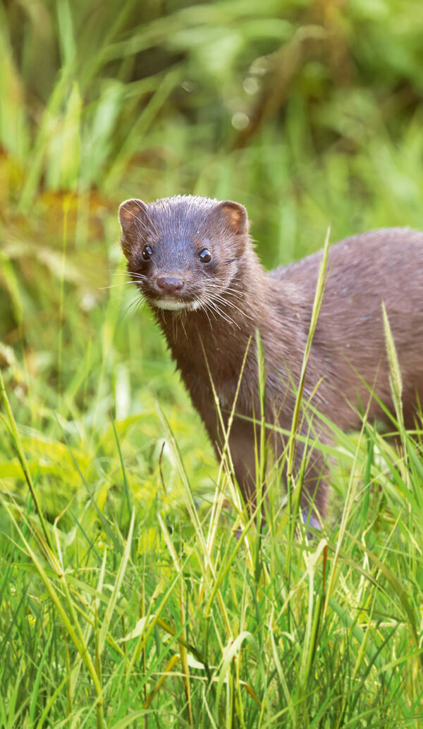 Brown mink peering out of tall green grass
