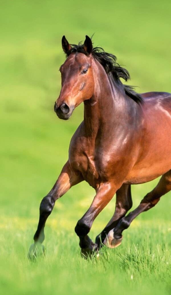 Bay horse galloping across a green meadow