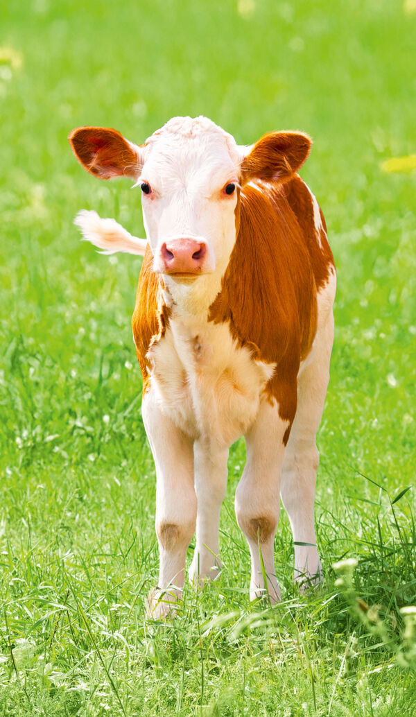 Brown and white calf standing in a sunny meadow