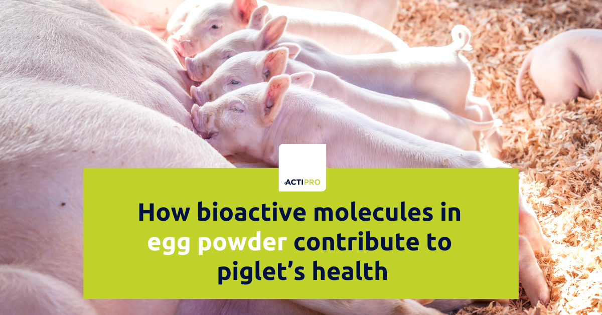 ACTIPRO-egg-powder-piglet-health