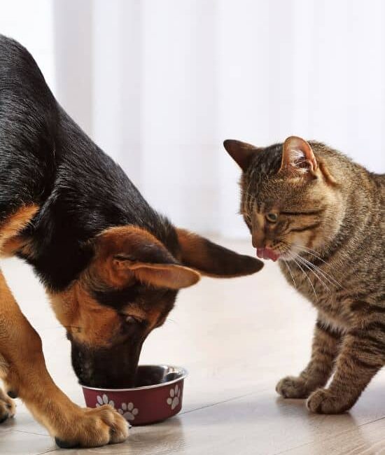 featured image Cat and dog